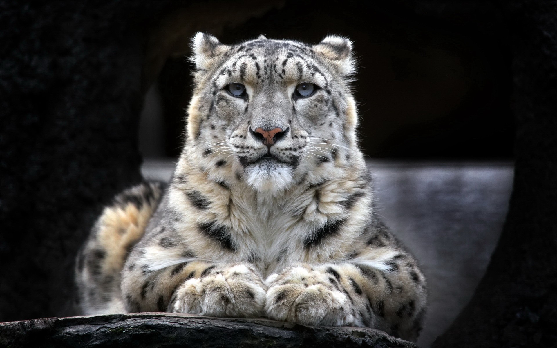 Snow leopard1137316655